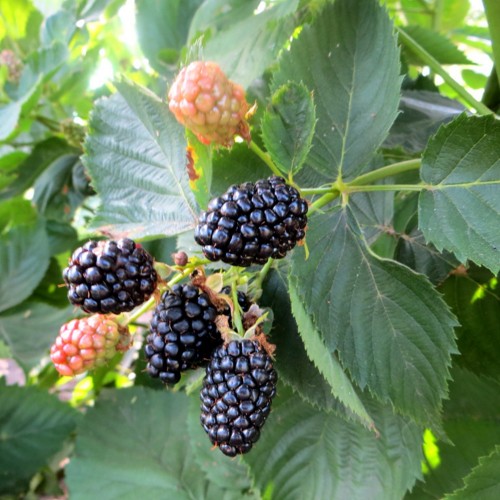 Rubus fruticosus 'Triple Crown' - Aedmurakas 'Triple Crown'